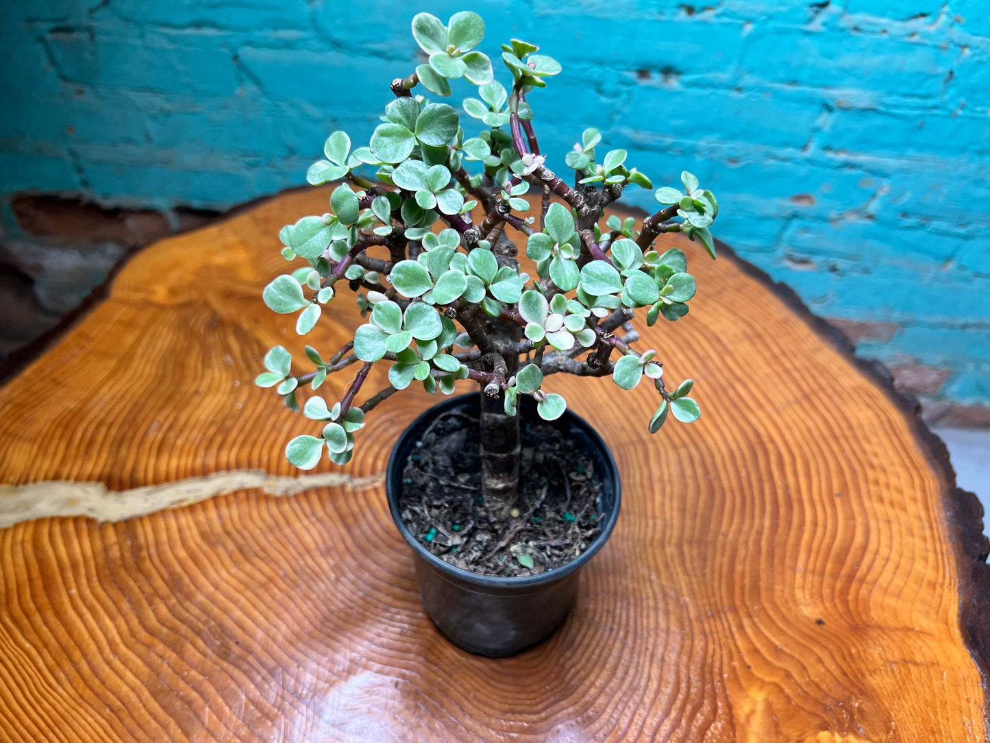 Jade Bonsai