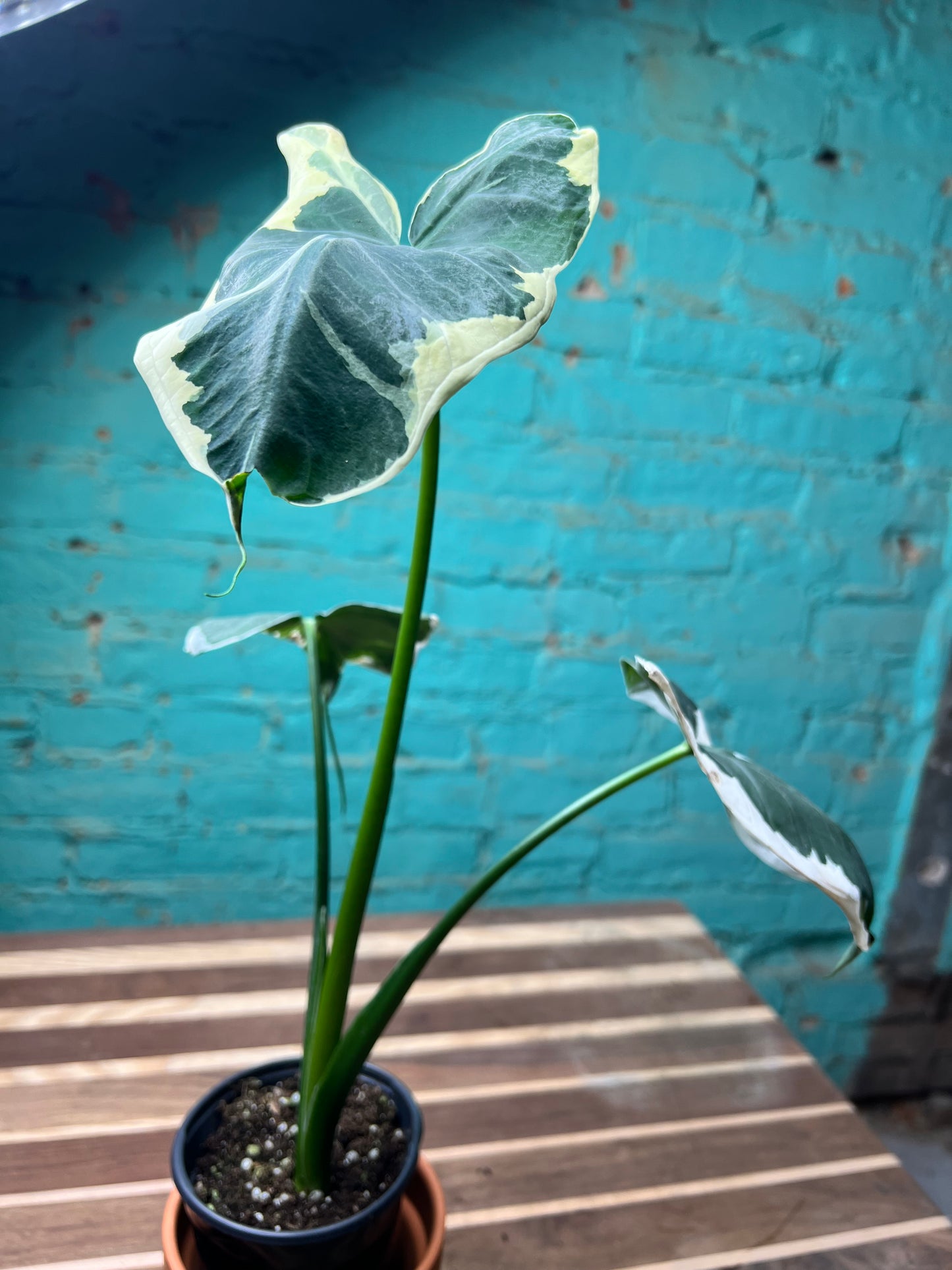 Alocasia-Mickey Mouse 4”