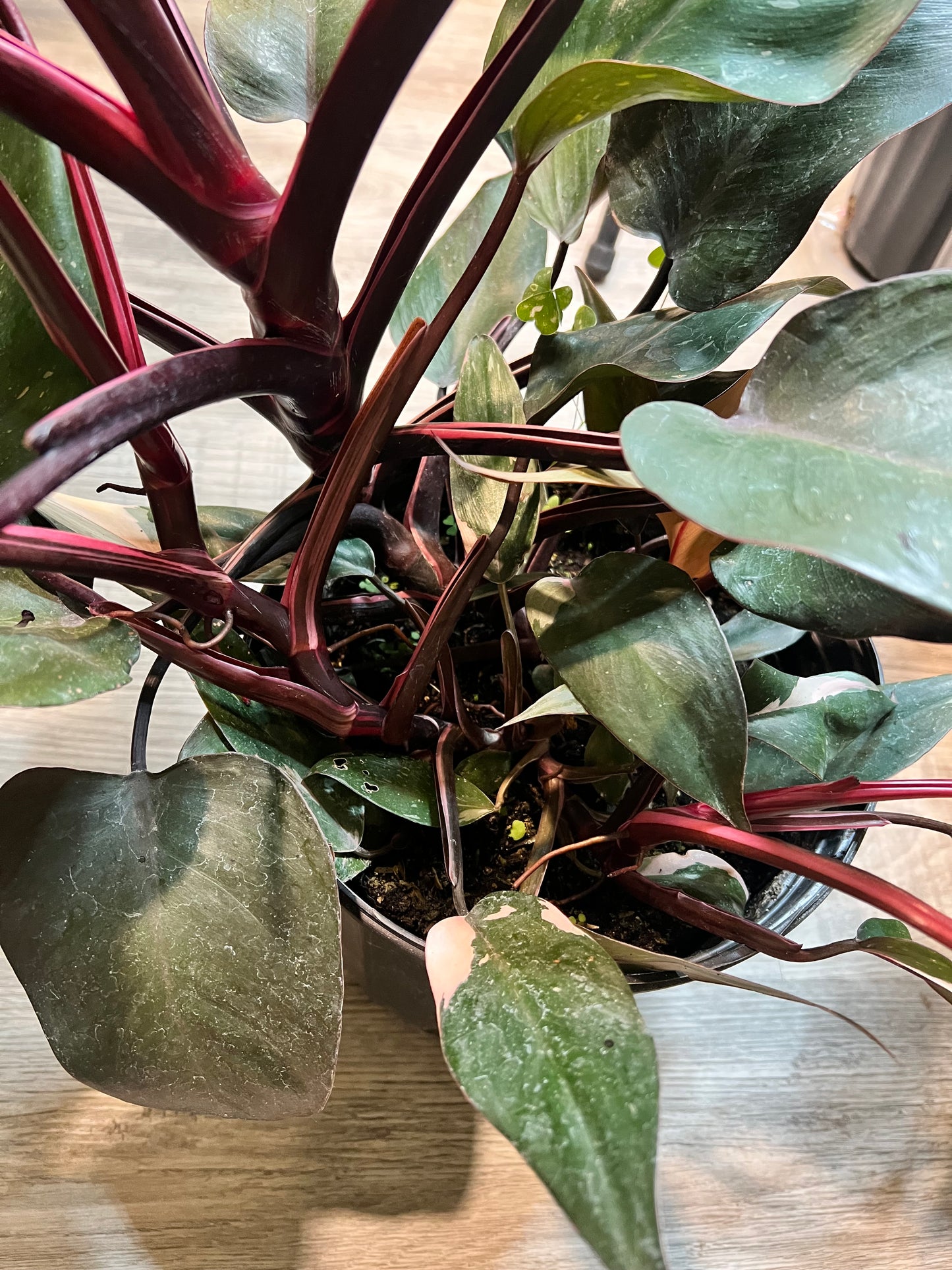 Philodendron-Pink princess 10”