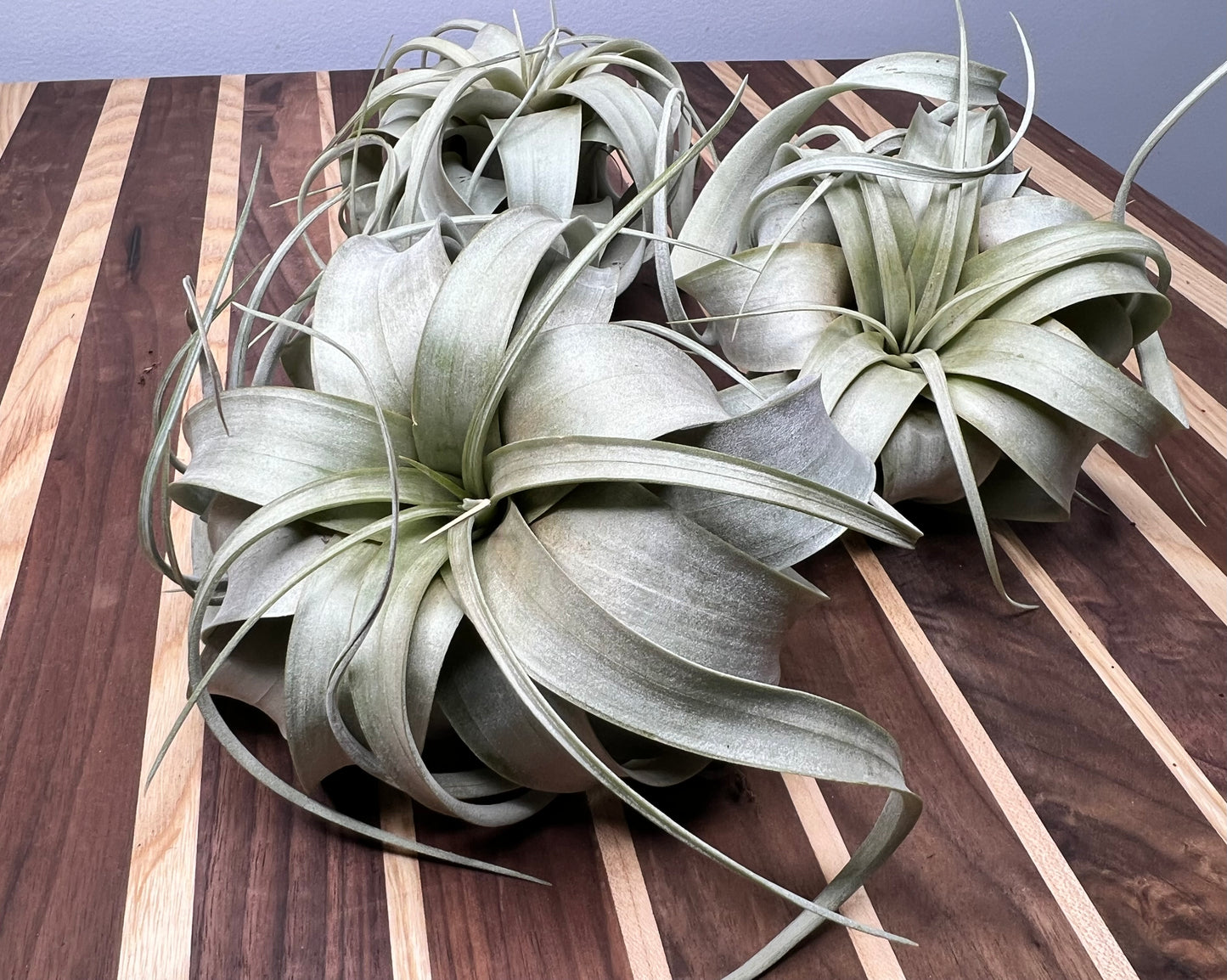 Giant Tillandsia Xerographica (air plant)