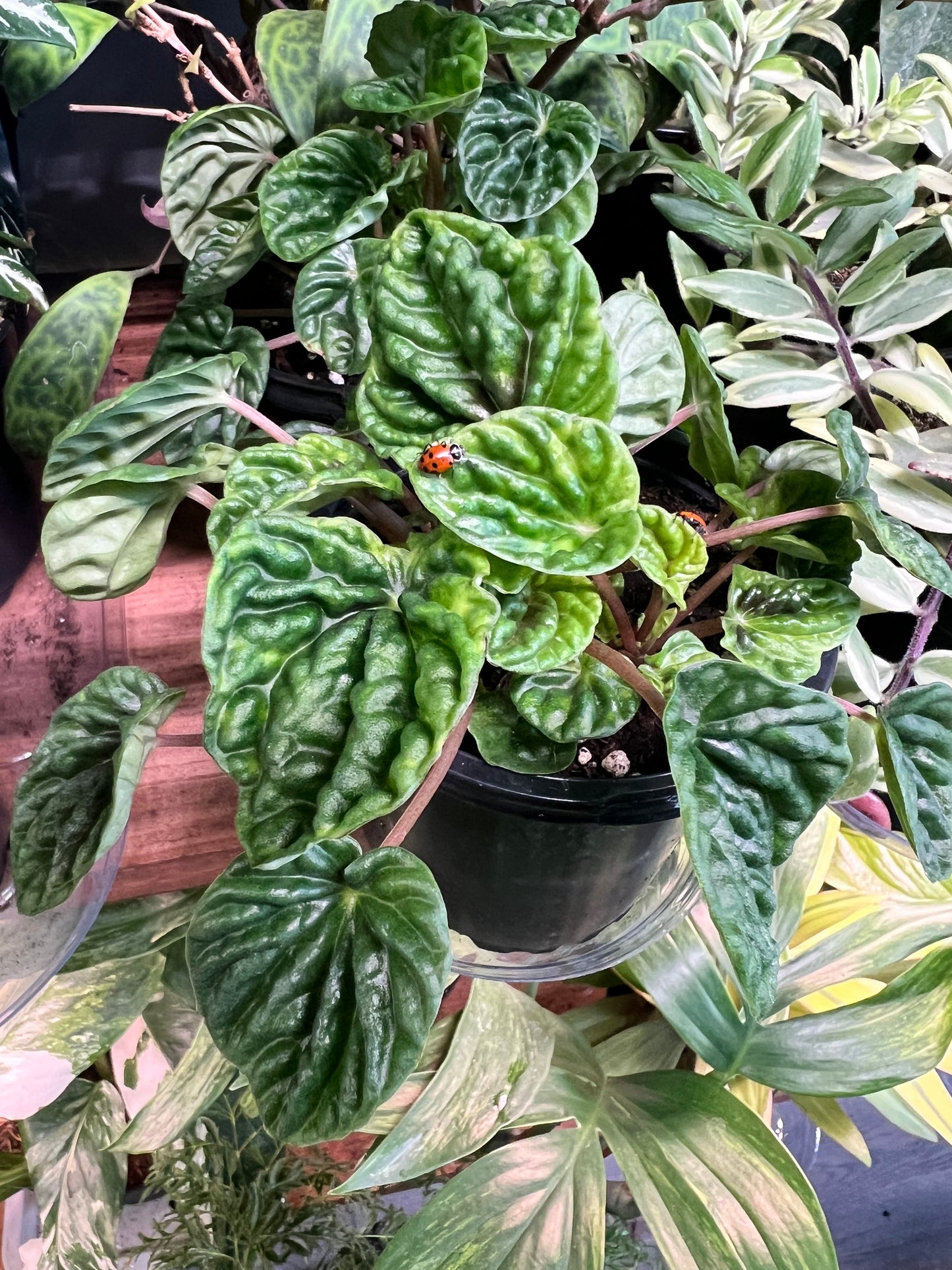 Peperomia Neon Green Ripples 4”