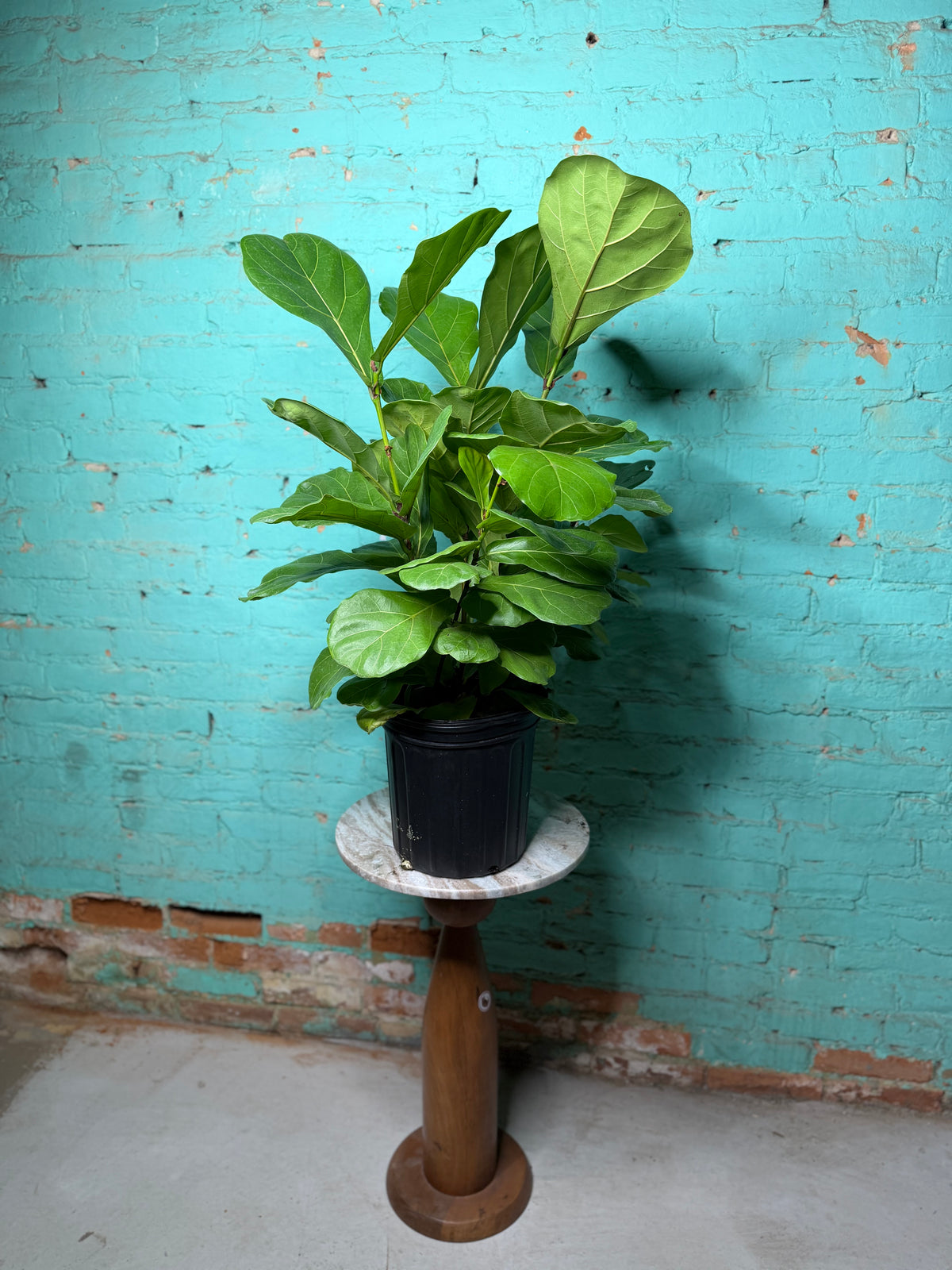Fiddle fig 8”