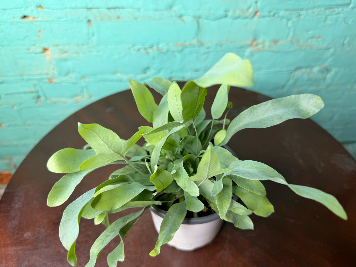 Blue Star Fern 4”