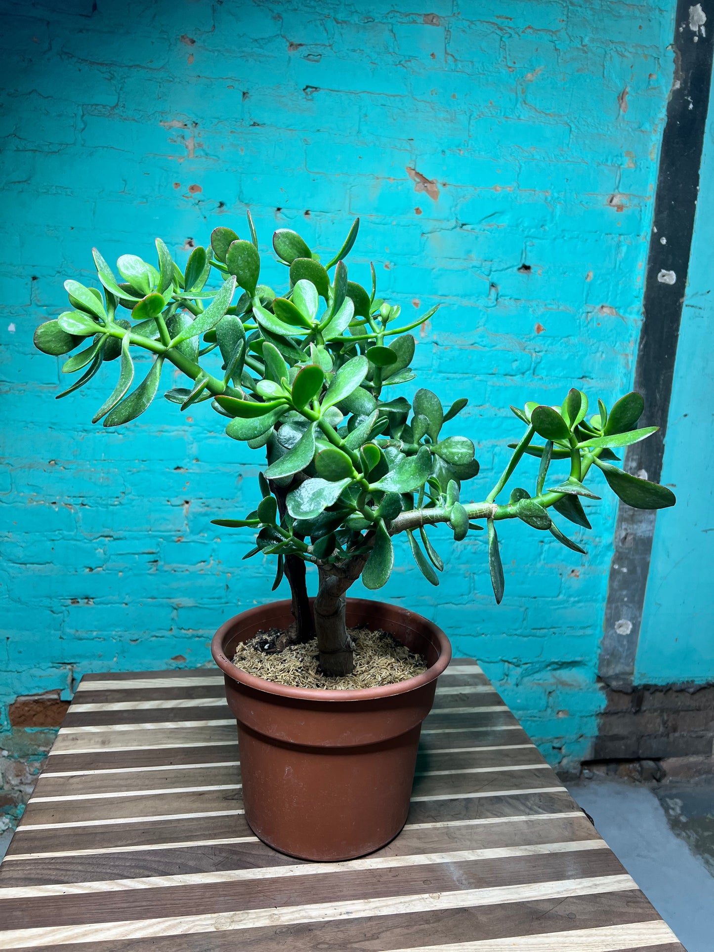 Jade plant 10”