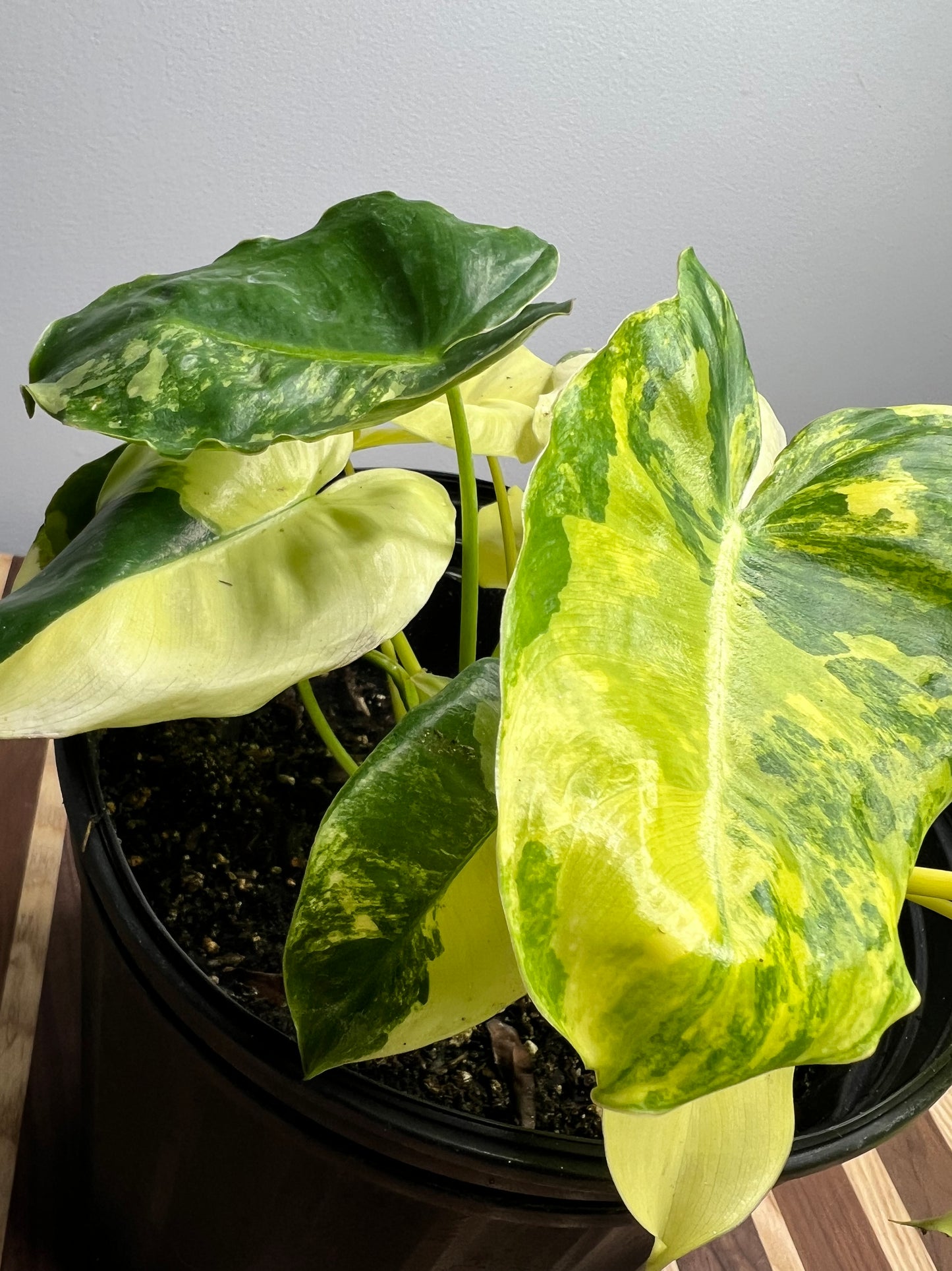 Philodendron Burle Marx Variegated 10”