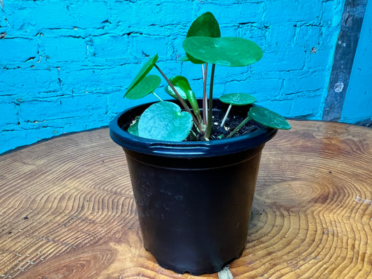 Pilea Peperomioides (4inch) Chinese Money Plant