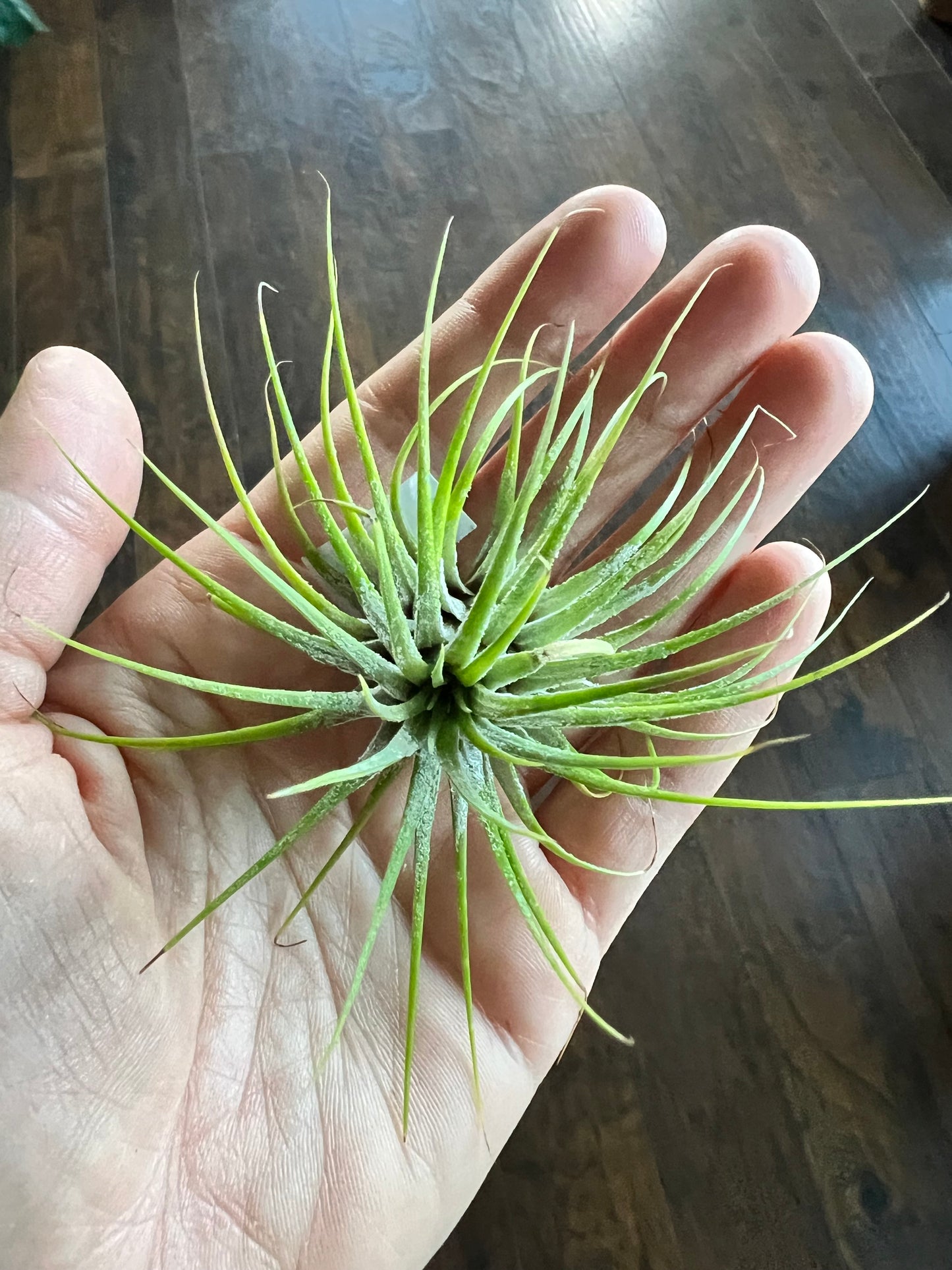 Air plants