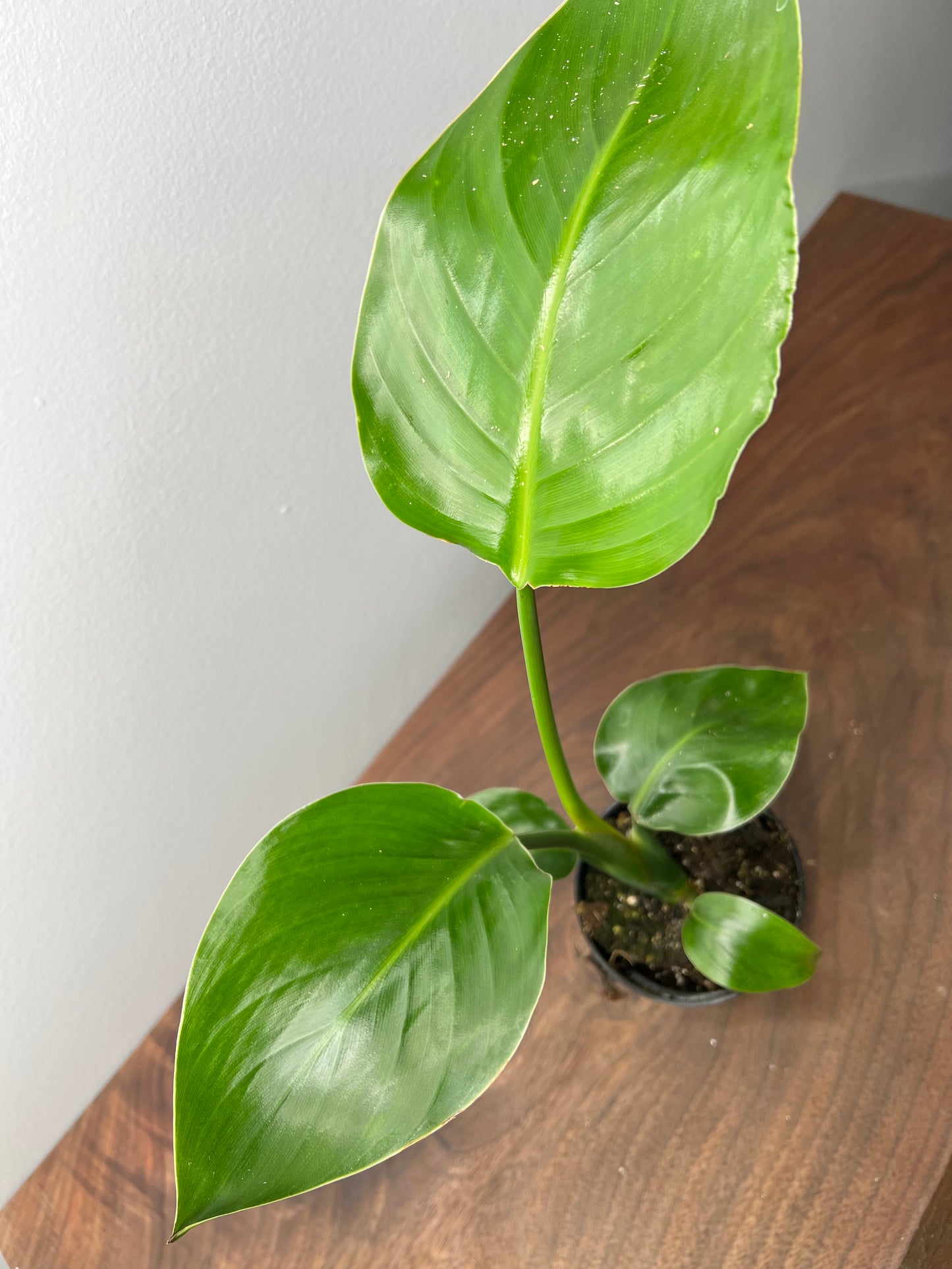 Bird of Paradise White 4”