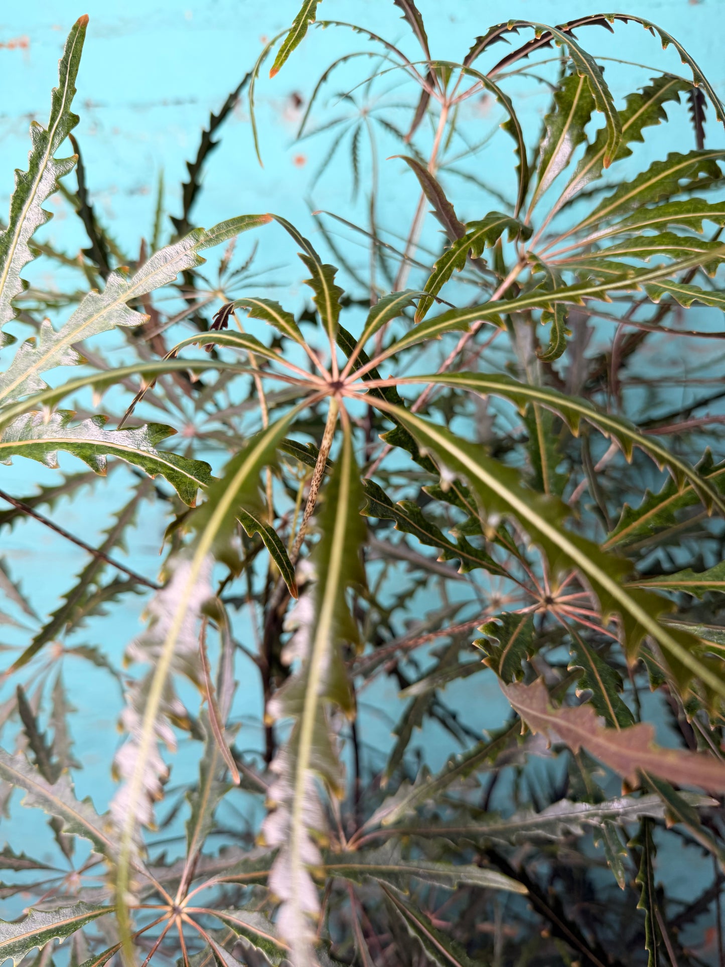 Aralia Elegantissima 10”