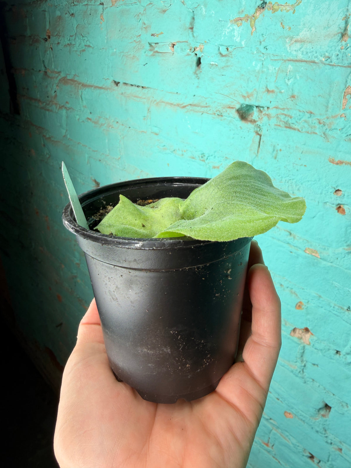 Staghorn Superbum “Giant”