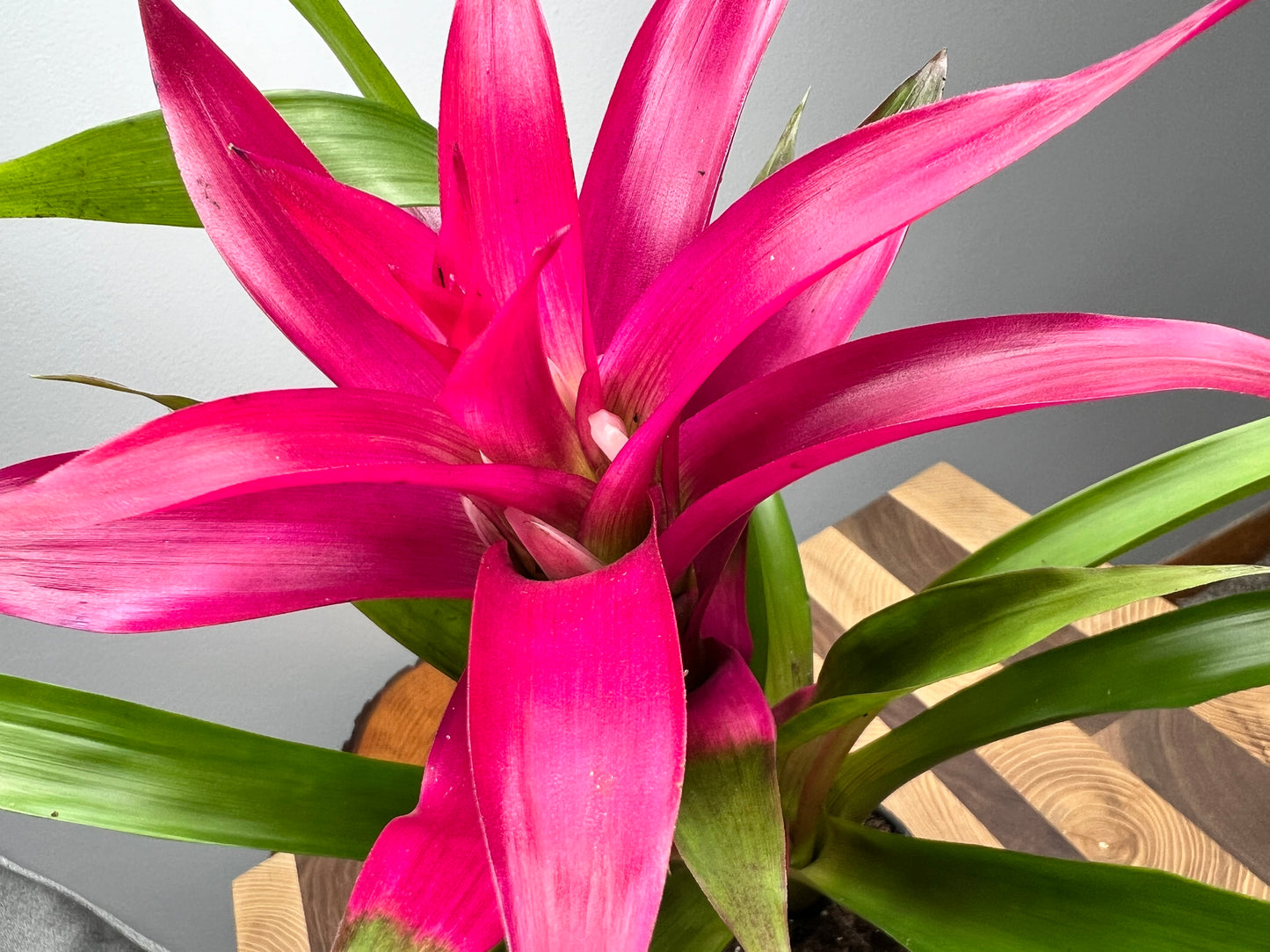 Bromeliad 4”