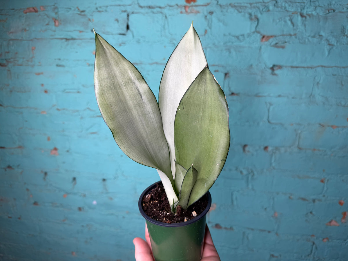 Snake Plant ‘Moonlight’