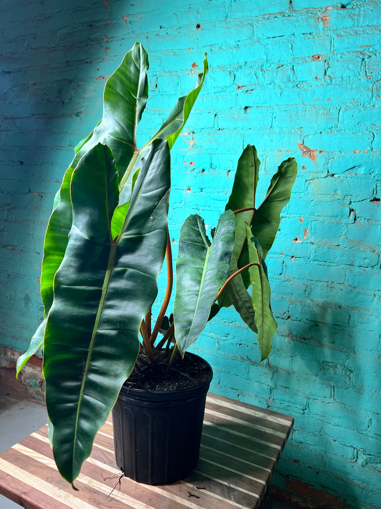 Philodendron Billietiae 10”