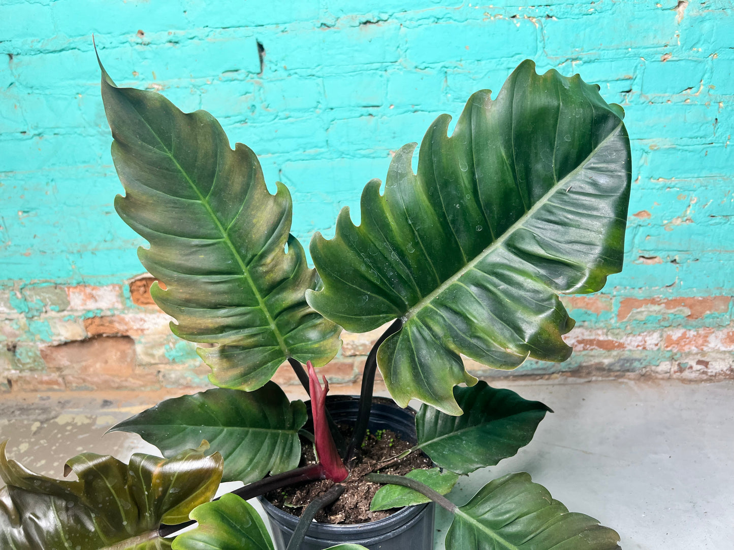 Philodendron Choco Empress 10”