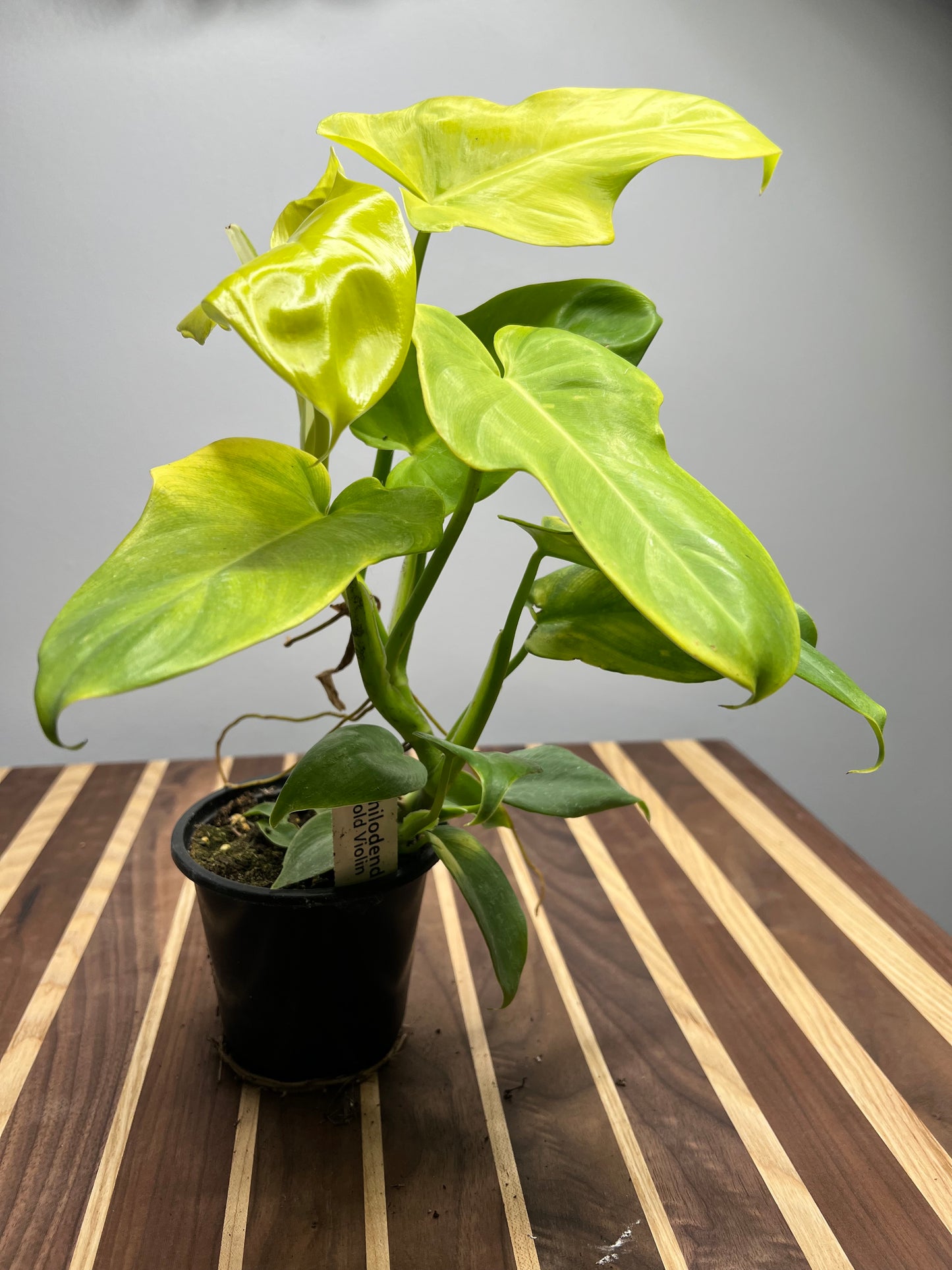 Philodendron Gold Violin4”