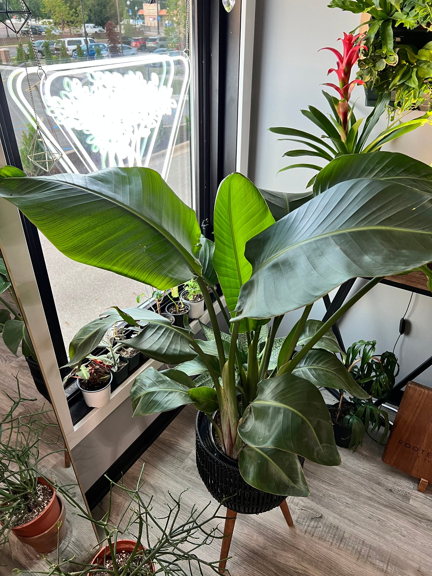 Bird of Paradise White 10