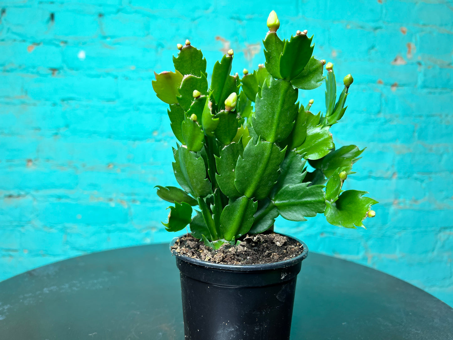 Christmas Cactus 4”