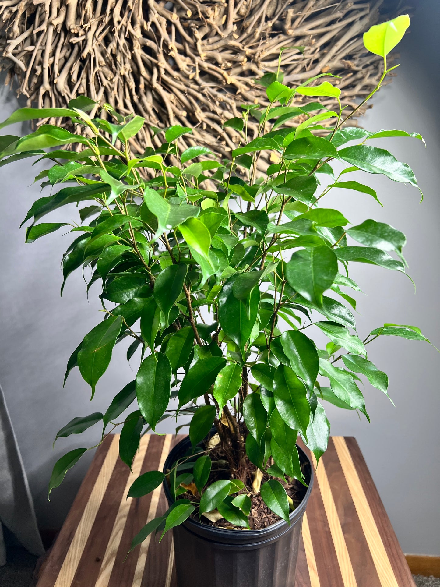 Ficus Benjamina Weeping Fig 8”