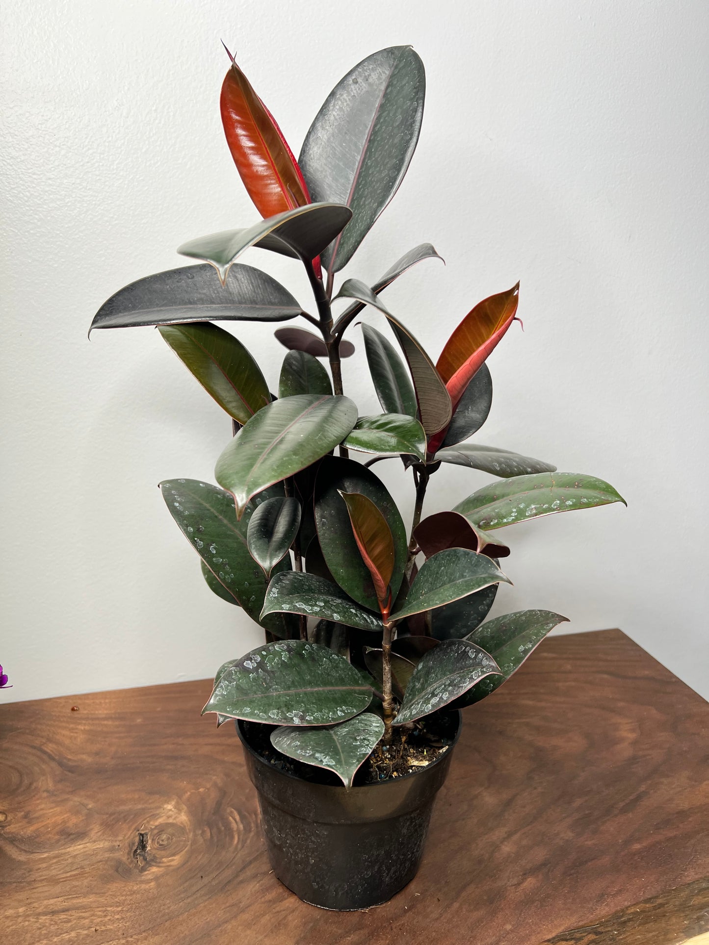 Rubber Plant-burgundy 6”