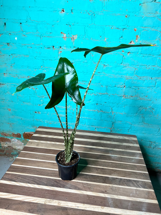 Alocasia-Zebrina 4”