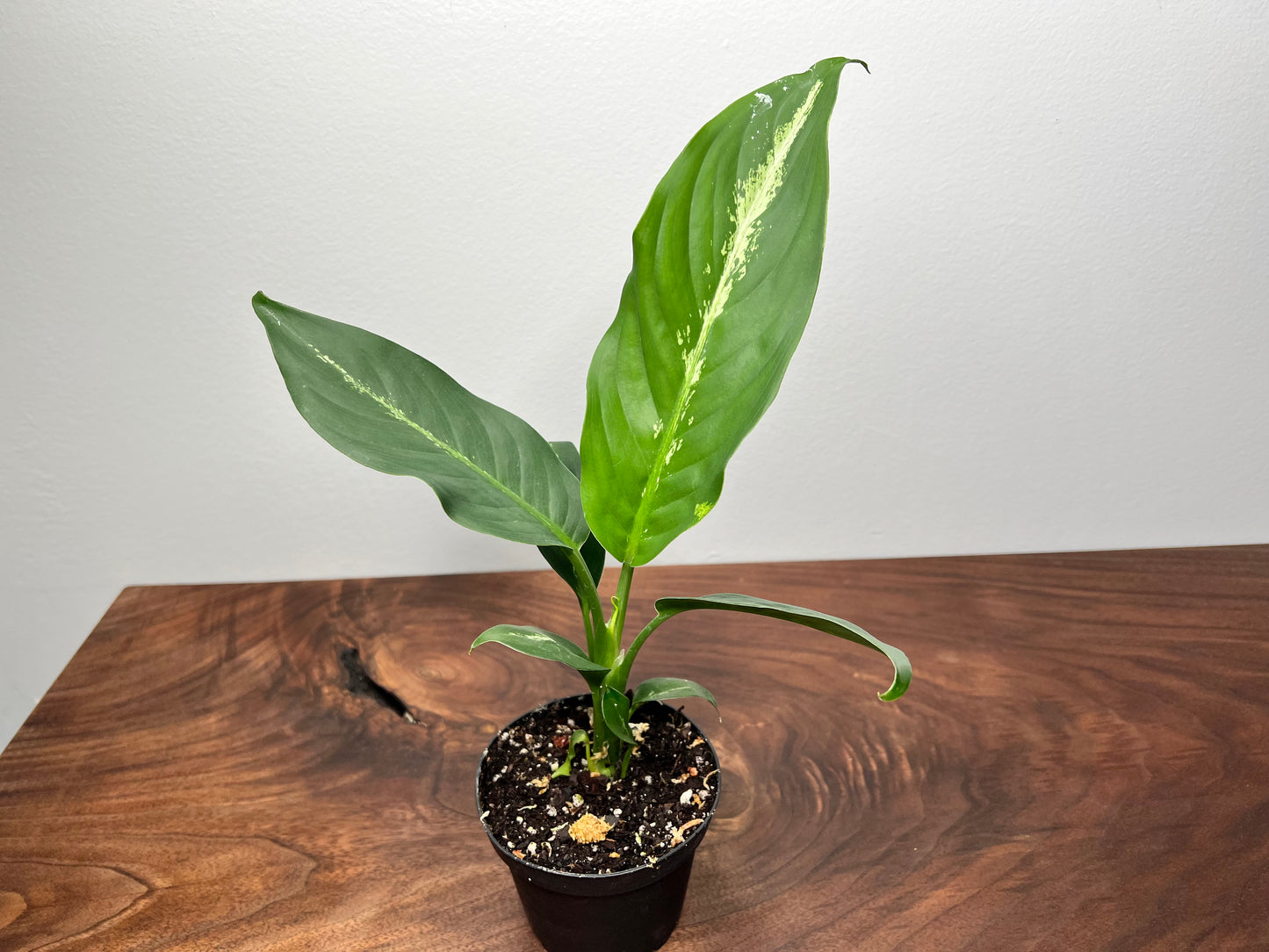 Dieffenbachia Panther