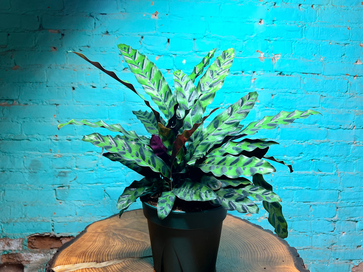 Rattle Snake calathea 10”