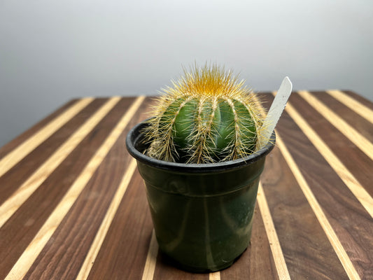 Notocactus Magnificus 4”