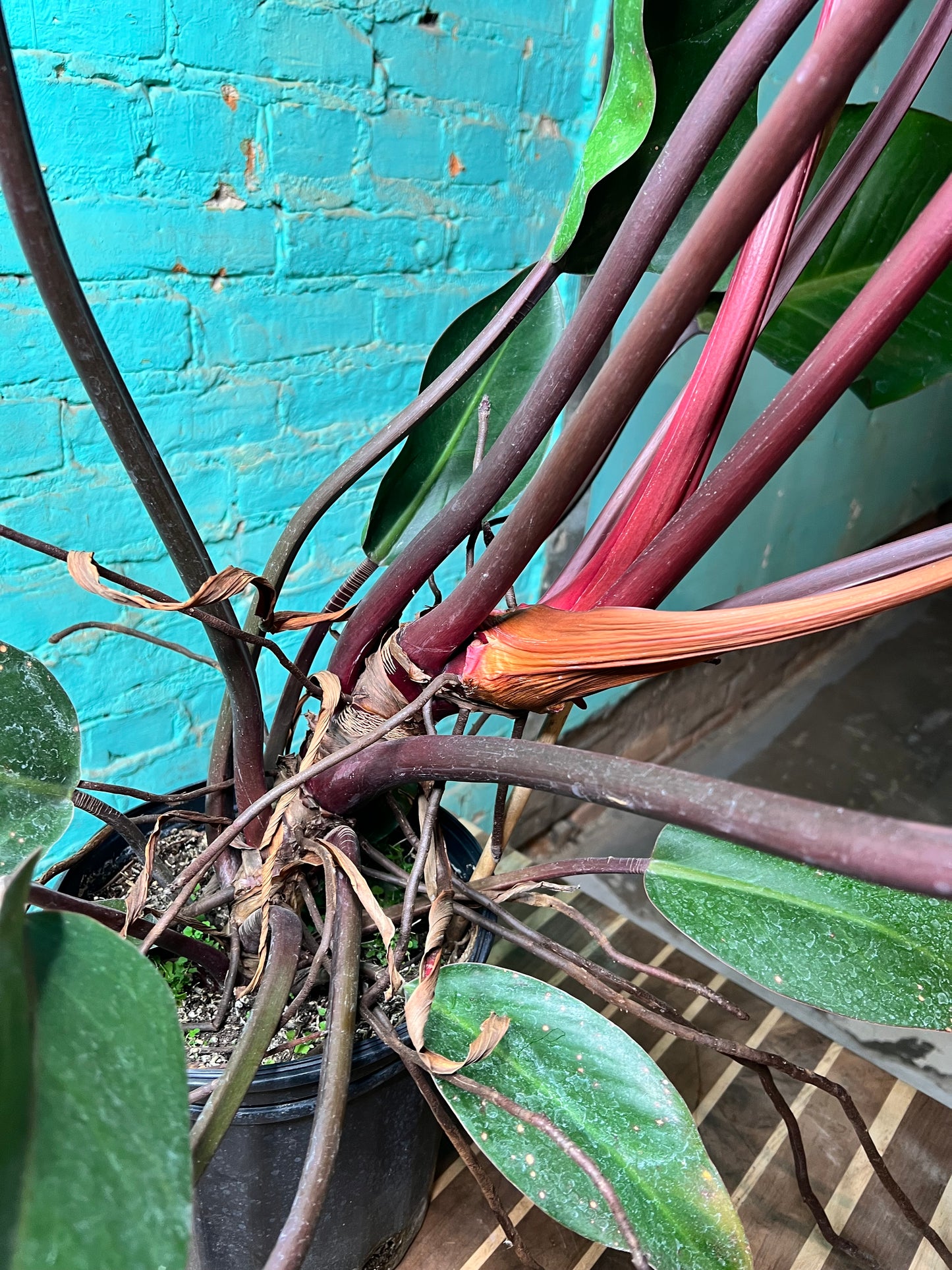 Philodendron Imperial Red 10”