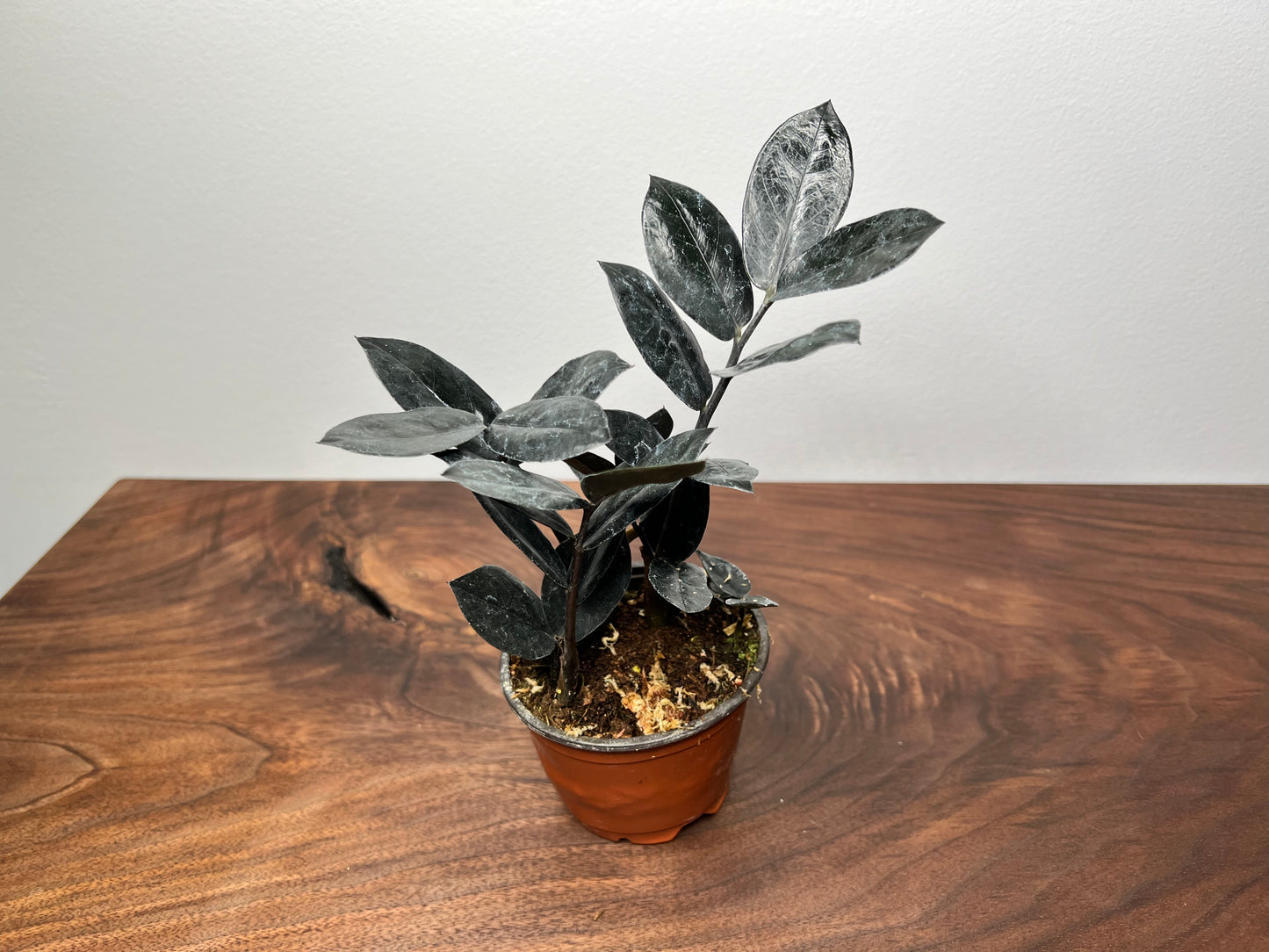 Zz plant- Raven 4”