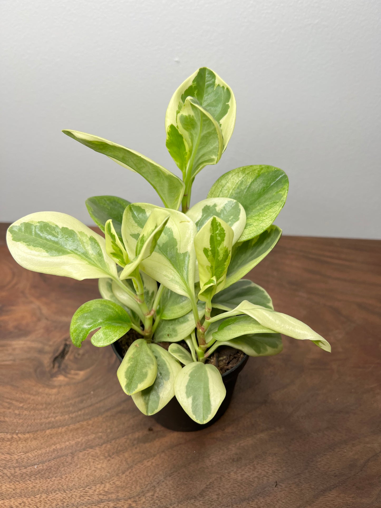 Peperomia- spoonleaf variegated