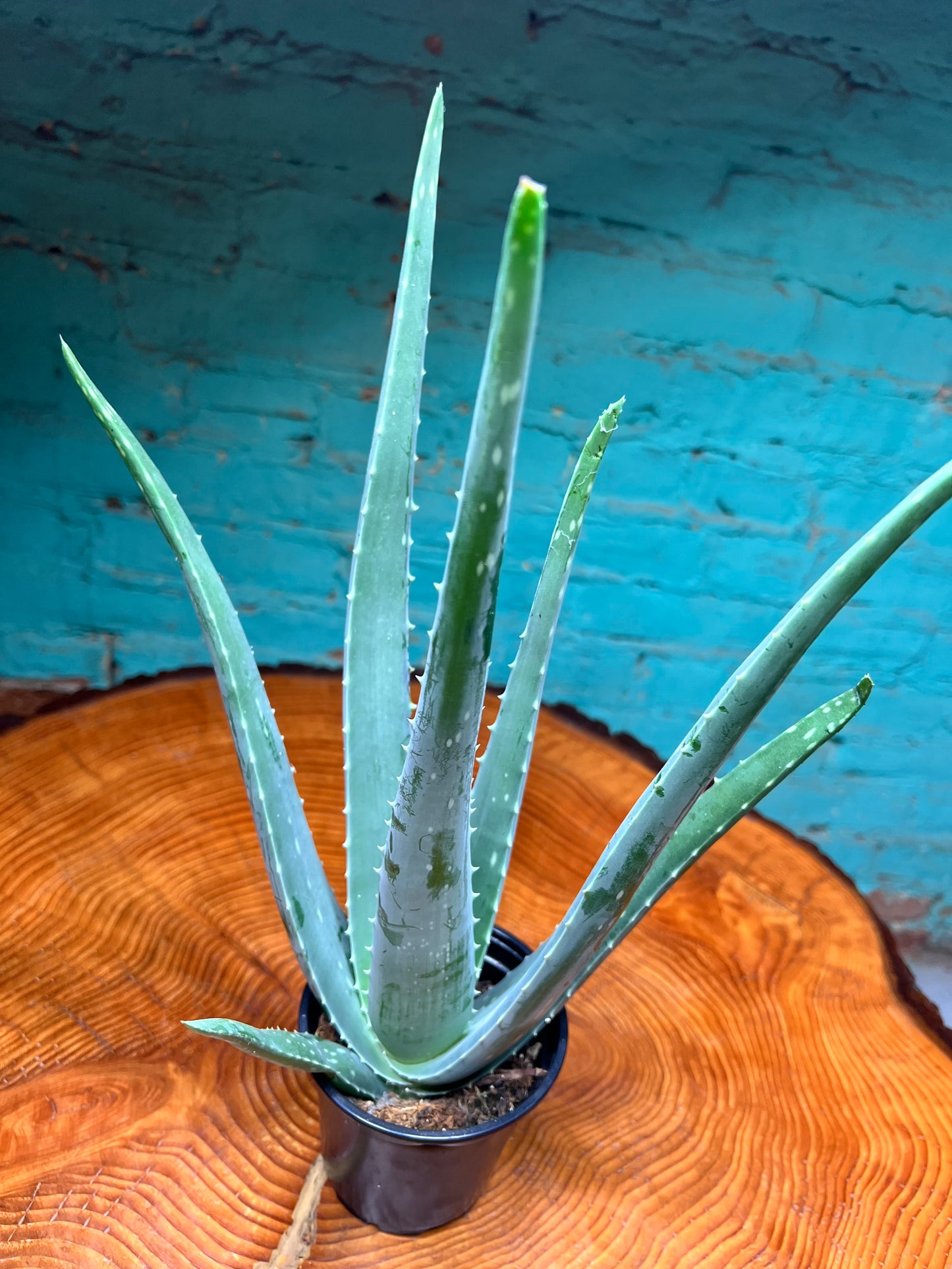 Aloe 4”