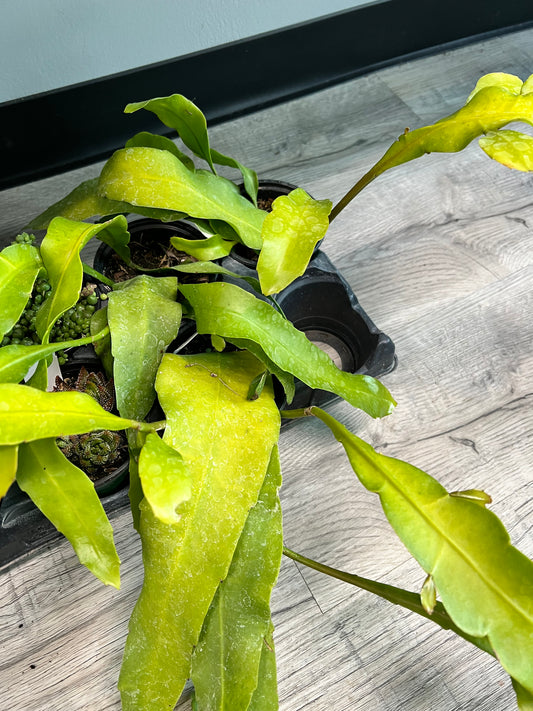 Epiphyllum Oxypetalum- Queen Of The Night