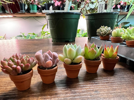 Succulent Thimble clay