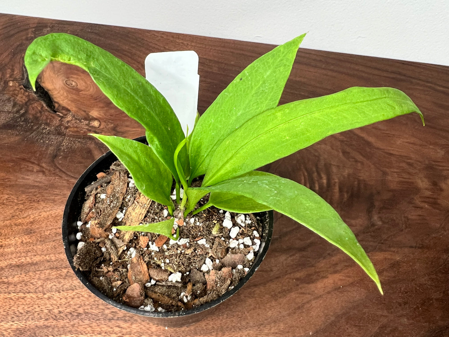 Anthurium Vittarifolium 4”