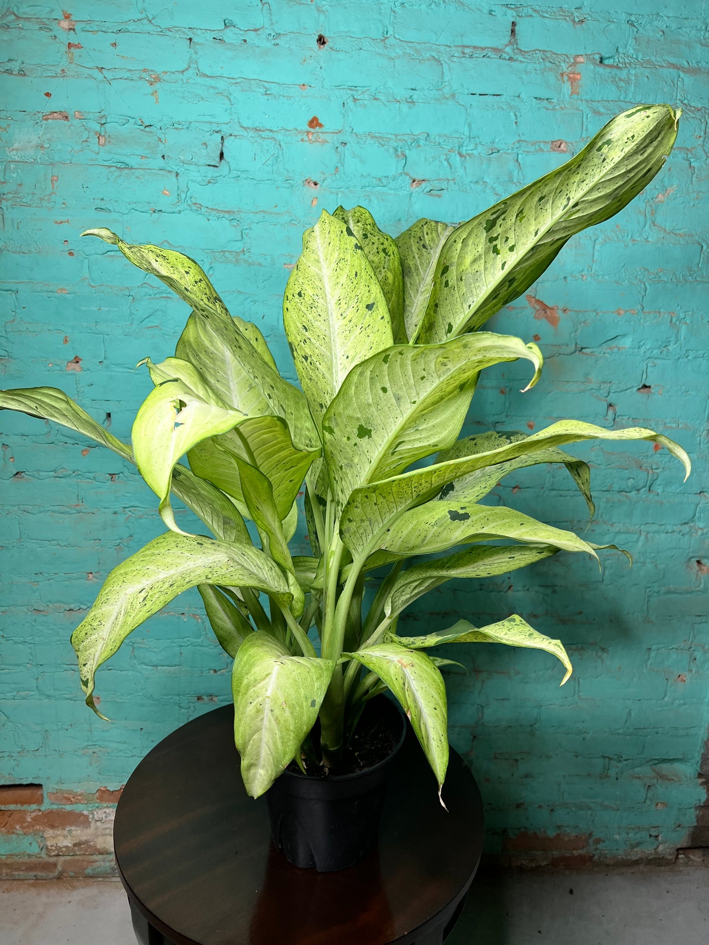 Dieffenbachia camouflage 8”
