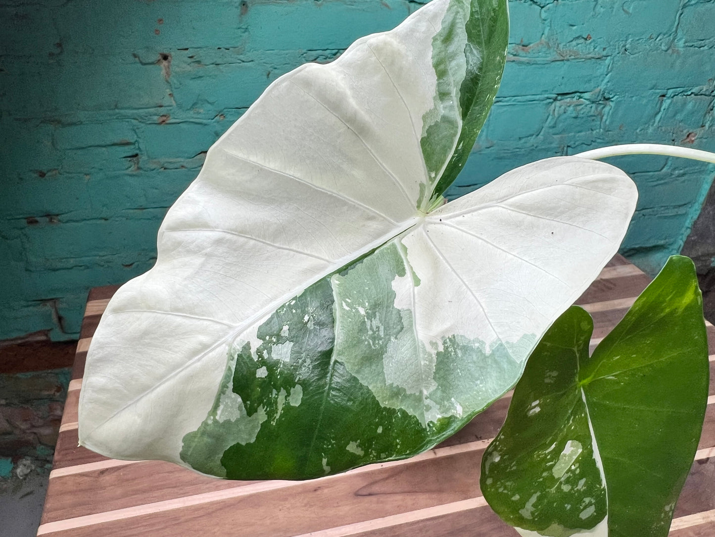 Alocasia-Macrorrhizos Appaloosa Gold