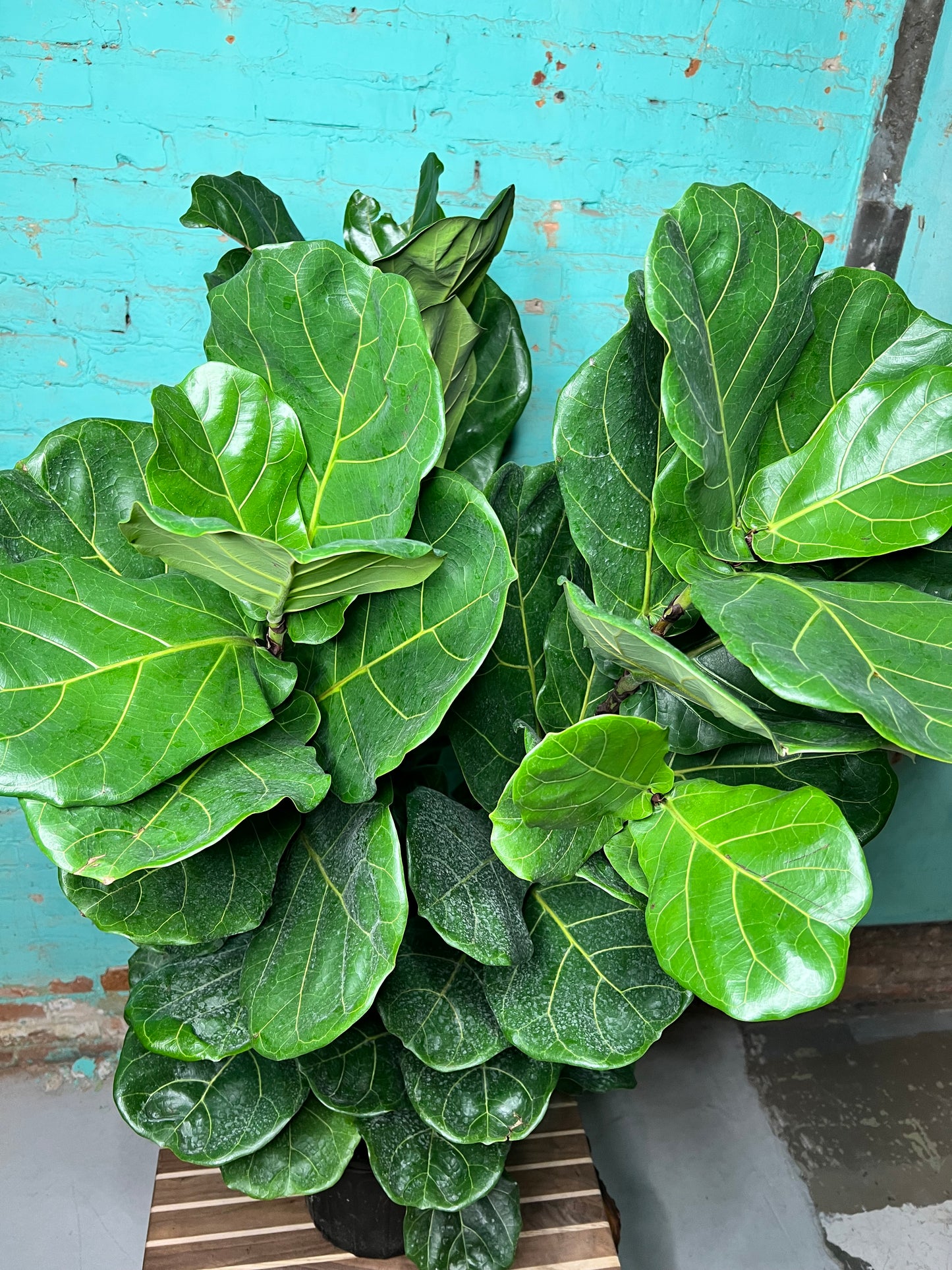 Fiddle fig 10”
