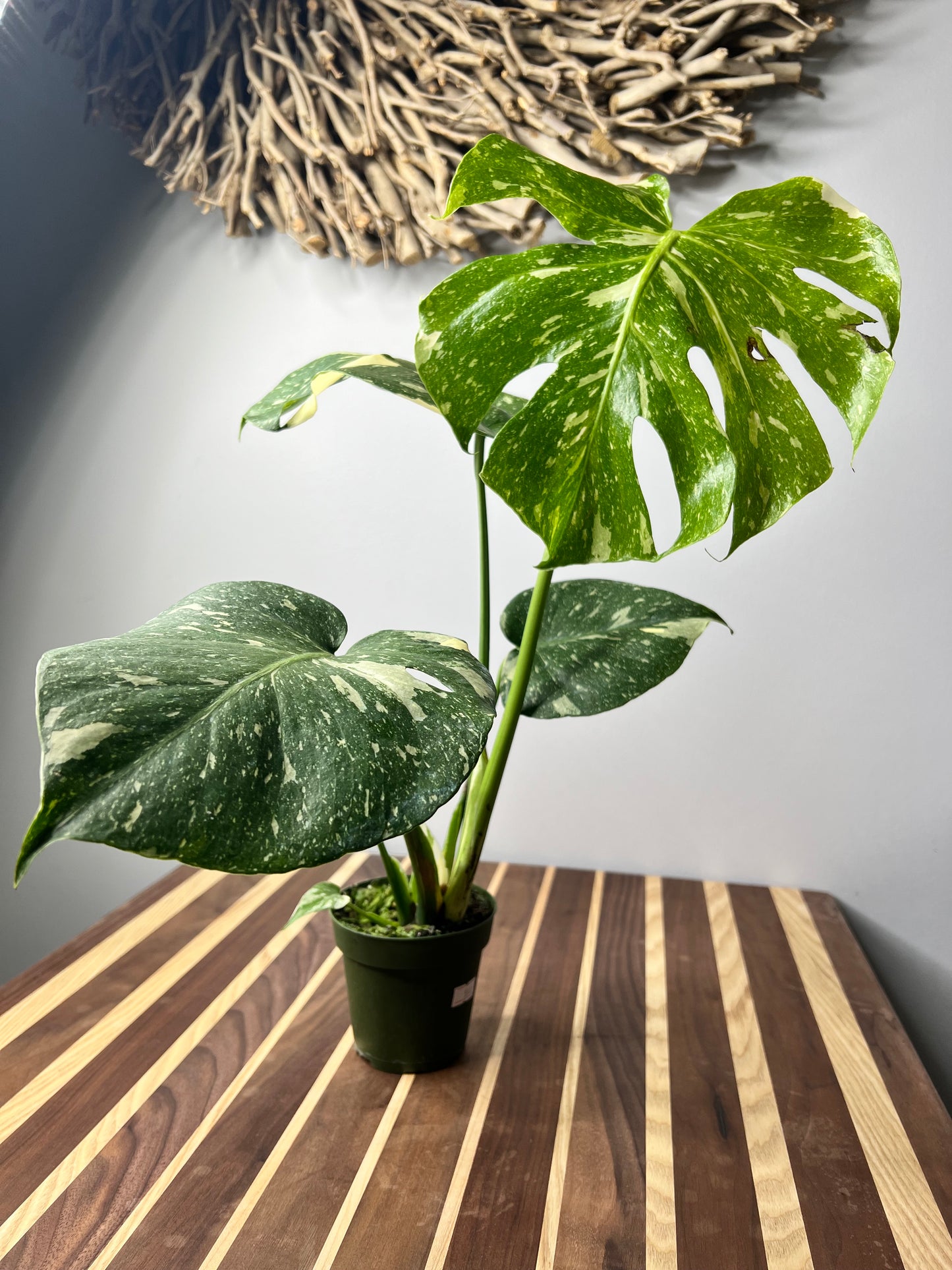 Monstera Thai constellation (small 4”)