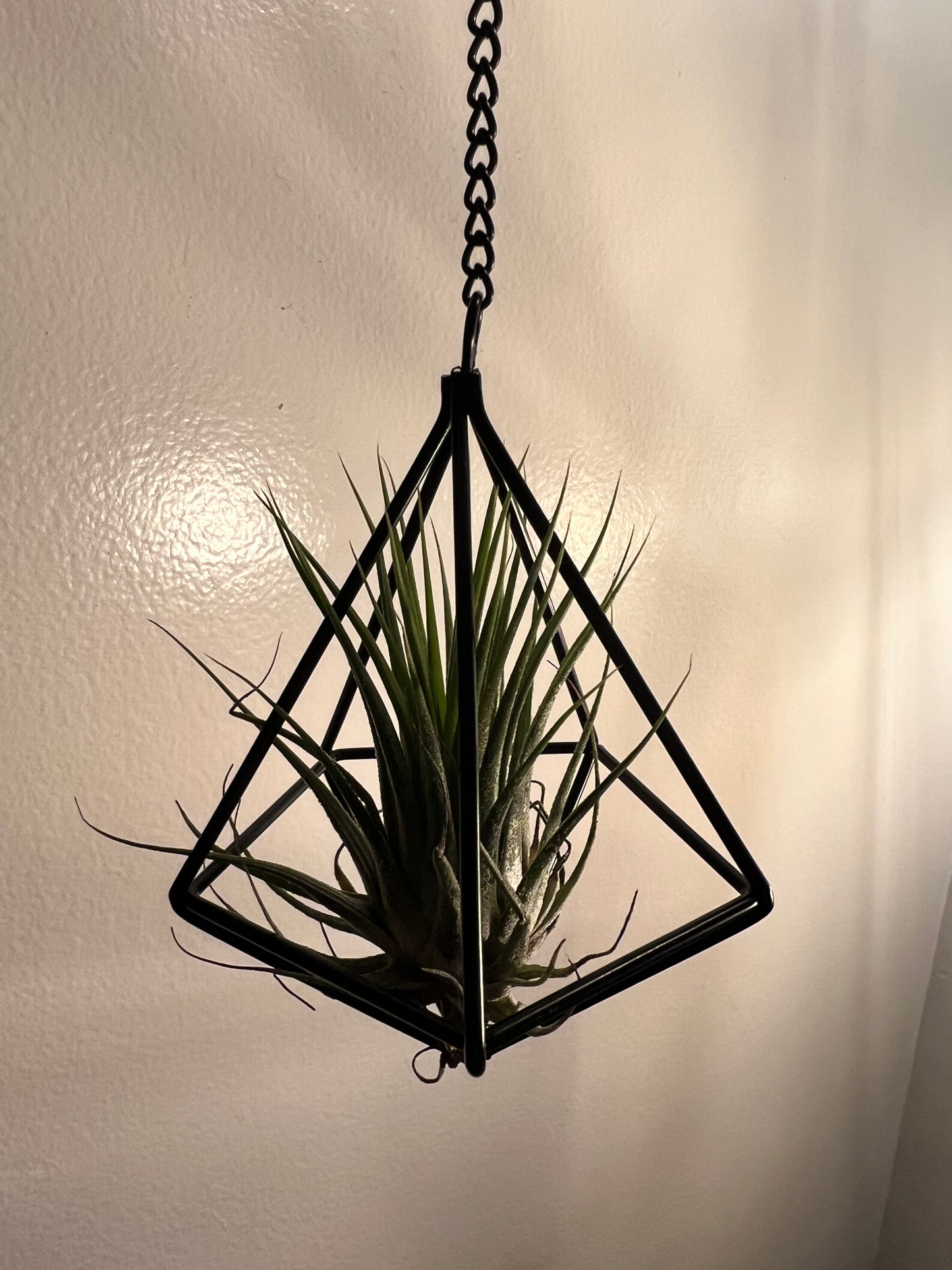 Air plant with black holder