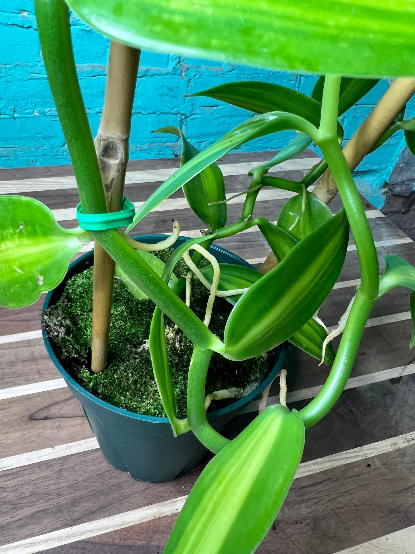 Vanilla Bean Orchids Trellis