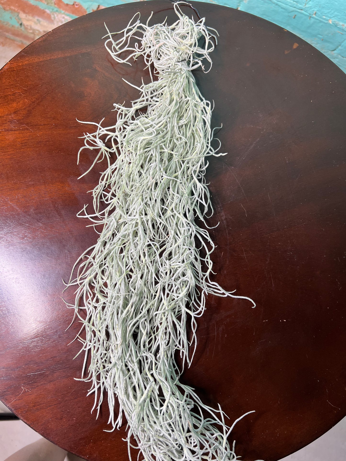 Spanish Moss