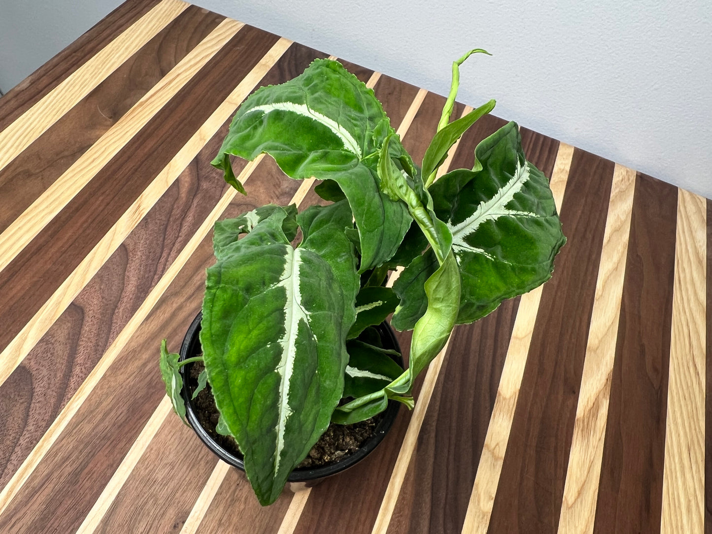 Syngonium-Wayetii