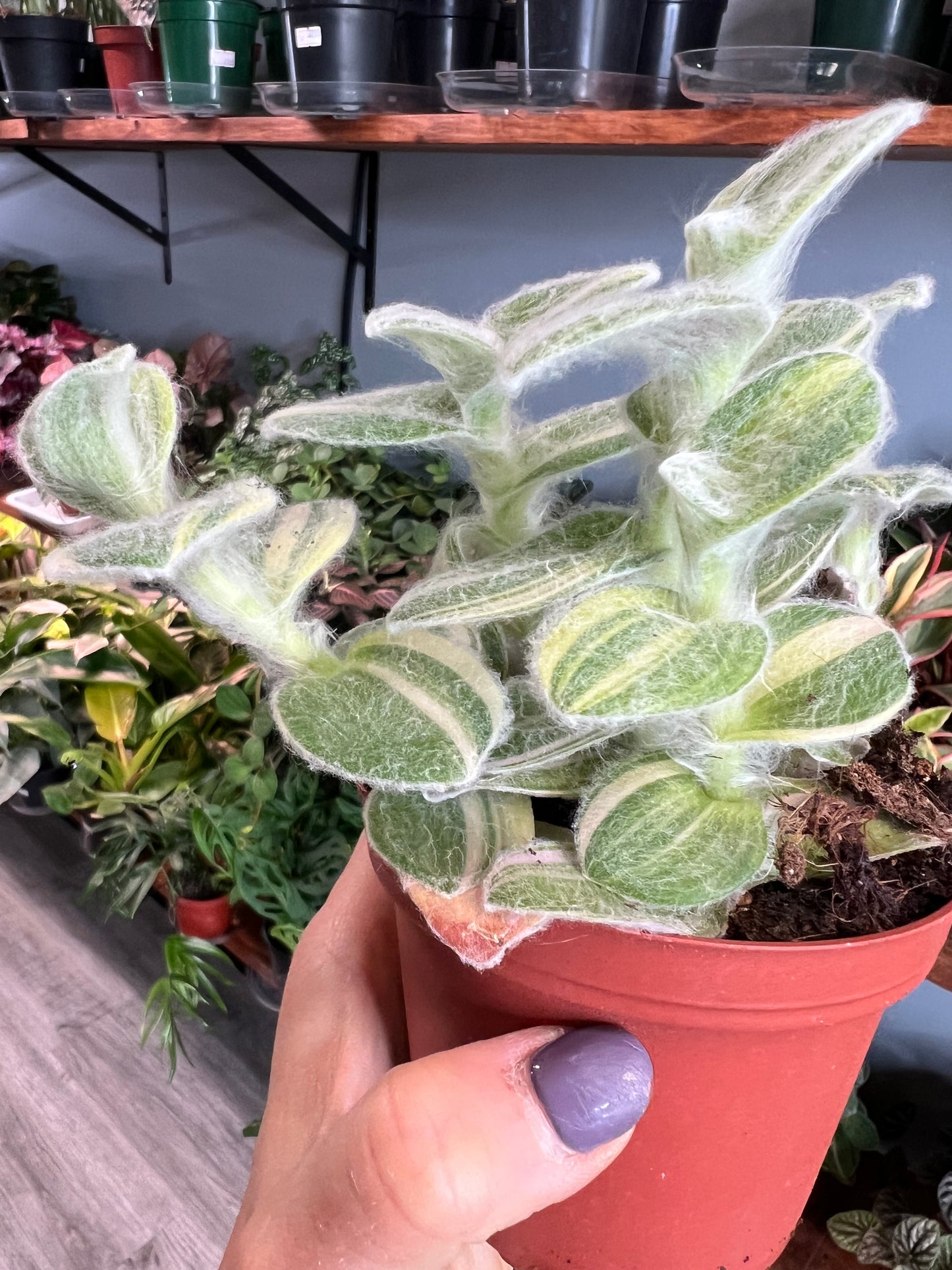 Hairy Wandering Jew 4” (Tradescantia sillamontana)