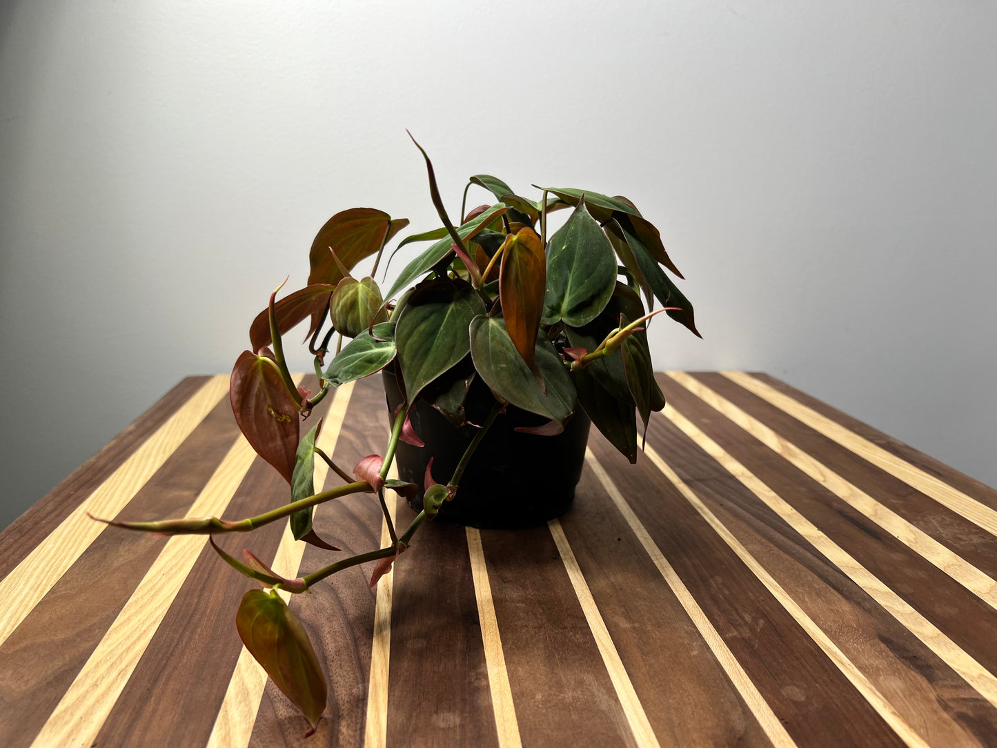Philodendron Mican 6”