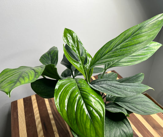 Monstera Pinnatipartita 6”