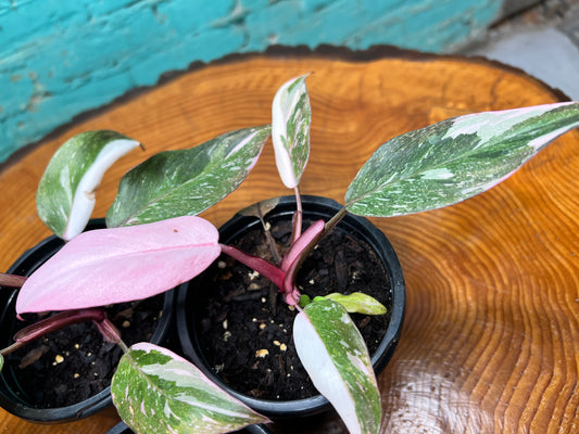 Philodendron Pink Marble Princess 4”