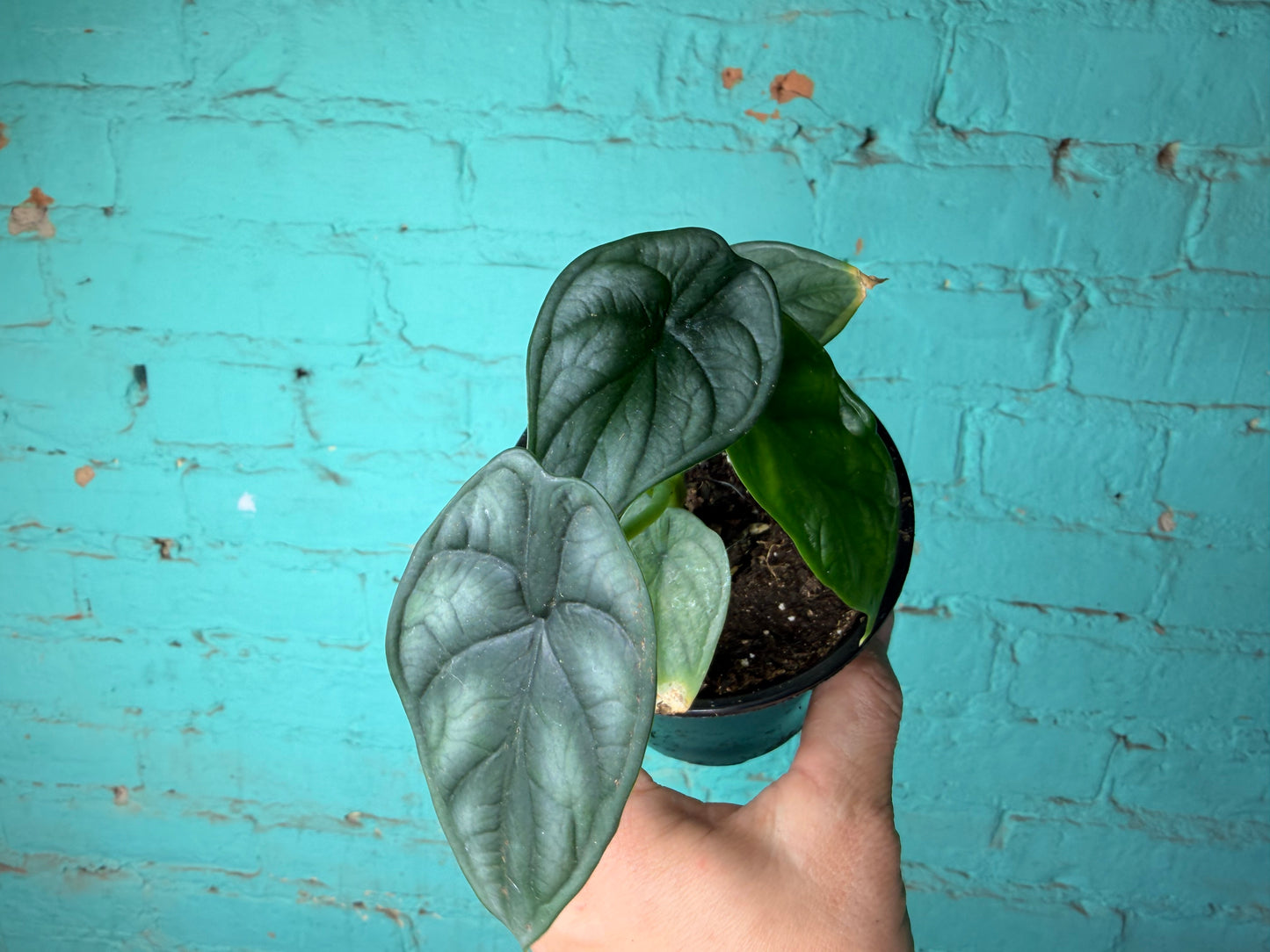 Alocasia Dragon Scale 4”