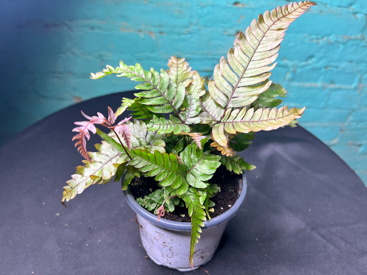 Pteris cretica ‘Mayii’- Silver Brake Fern 4”
