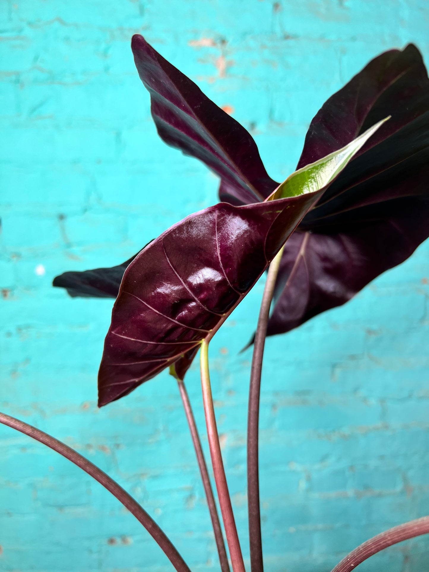 Alocasia Dragons Tooth Longiloba
6”