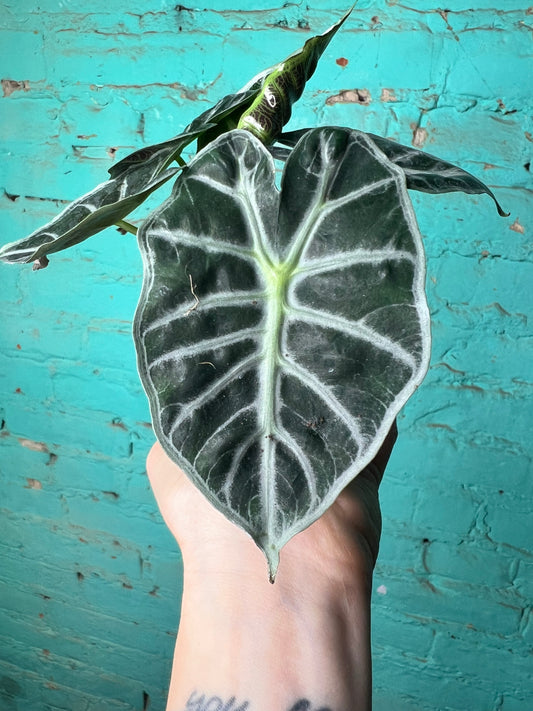 Alocasia Madalay 4”